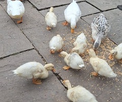 Beautiful miniature silver appleyard x call ducklings