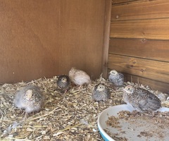 Button quails