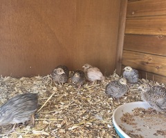 Button quails - 2