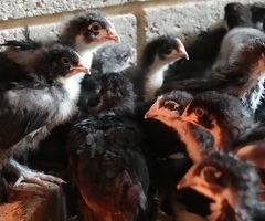 6 x French Black Copper Maran hatching eggs