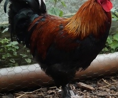 6 x French Black Copper Maran hatching eggs - 2