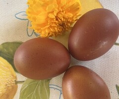 6 x French Black Copper Maran hatching eggs - 3