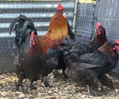 6 x French Black Copper Maran hatching eggs - 4