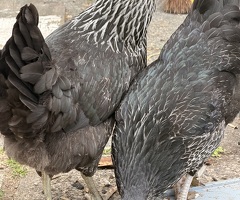 Chicken for sale