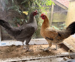 Chicken for sale - 2