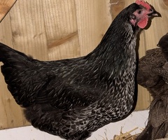 Chicken for sale - 3