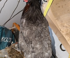 Chicken for sale - 4