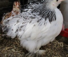 Silver/Black & Columbian Pekin Bantam Pullets  Guaranteed Female .