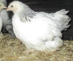 Silver/Black & Columbian Pekin Bantam Pullets  Guaranteed Female . - 2
