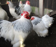Silver/Black & Columbian Pekin Bantam Pullets  Guaranteed Female . - 3