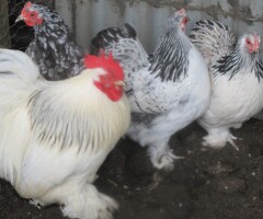 Silver/Black & Columbian Pekin Bantam Pullets  Guaranteed Female . - 4