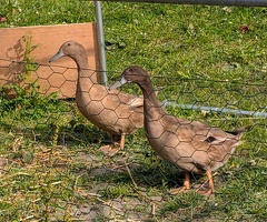 Khaki Campbell duck and drake