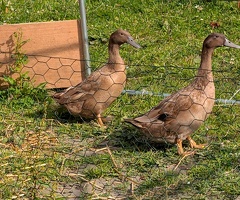Khaki Campbell duck and drake - 2