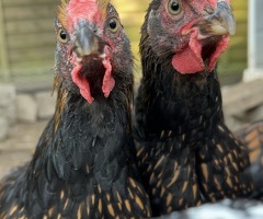 Gold laced Wyandotte roosters for sale