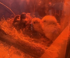 Bantams