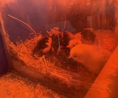 Bantams - 2