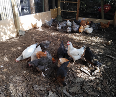 Point of Lay Chickens/Hens for Sale