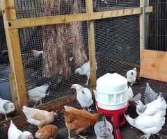 Point of Lay Chickens/Hens for Sale - 2