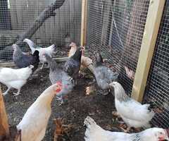 Point of Lay Chickens/Hens for Sale - 3