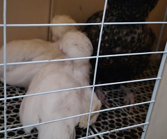 White polish bantam chicks