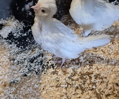 White polish bantam chicks - 2