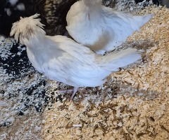 White polish bantam chicks - 3