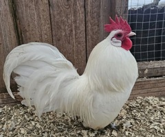 Pyle, White and Blue Dutch Bantams