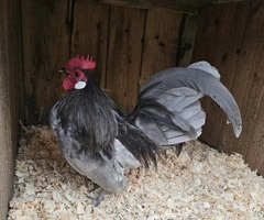Pyle, White and Blue Dutch Bantams - 2