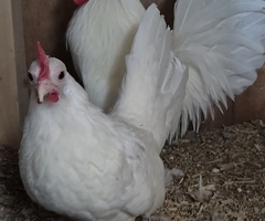Pyle, White and Blue Dutch Bantams - 3