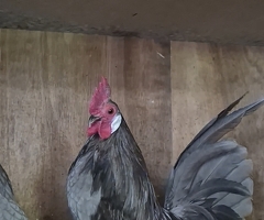 Pyle, White and Blue Dutch Bantams - 4