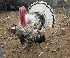 White Turkey Stag