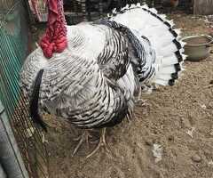 White Turkey Stag - 2