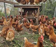 Hybrid Laying Hens