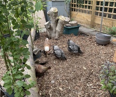 2 x Silver Laced Wyandotte Bantam Hens