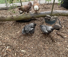 2 x Silver Laced Wyandotte Bantam Hens - 2
