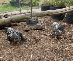 2 x Silver Laced Wyandotte Bantam Hens - 3
