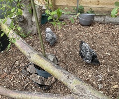 2 x Silver Laced Wyandotte Bantam Hens - 4
