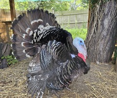 x6 Mixed Turkey Hatching Eggs