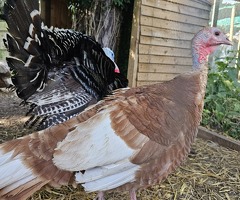 x6 Mixed Turkey Hatching Eggs - 2