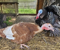 x6 Mixed Turkey Hatching Eggs - 3