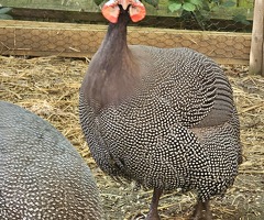 x6 Guinea Fowl Hatching Eggs