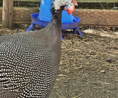 x6 Guinea Fowl Hatching Eggs - 2