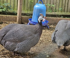 x6 Guinea Fowl Hatching Eggs - 3