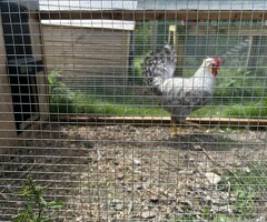 Crested Cream legbar Cockerel
