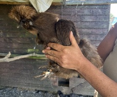 Silkies