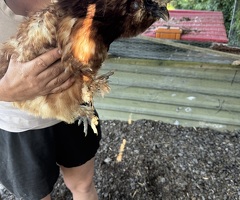 Silkies - 3