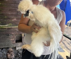 Silkies