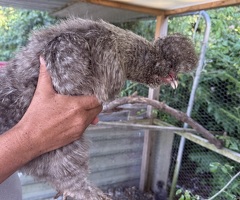 Silkies - 2