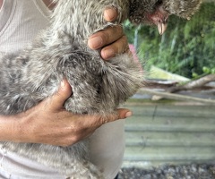 Silkies - 3