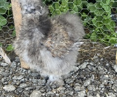 Silkies
